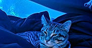 Jasper is registered to the contest to win money with this photo: bed, blanket, blue_lighting, cat, close_up, cozy, feline, fur, indoor, neon, nighttime, paws, pet, portrait, relaxed, sleepy, soft, stripes, tabby_cat, whiskers