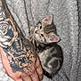 kitten, cat, hand, tattoo, blanket, texture, gray, black, stripes, fur, cute, small, pet, cozy, resting, animal, closeup, indoor, soft, skin