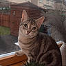 Nola is registered to the contest to win money with this photo: animal, backyard, box, cat, curious, decor, domestic_cat, feline, green_eyes, house, indoor, pet, plant_pot, quiet, rainy_weather, succulent, tabby_cat, window, windowsill, wooden_surface
