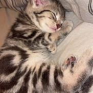 Nola joined the competition — help win amazing prizes! kitten, sleeping, tabby, cat, fur, paw, cute, pet, cozy, bed, blanket, striped, animal, resting, young, feline, soft, small, domestic, adorable