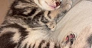 Nola joined the competition — help win amazing prizes! adorable, animal, bed, blanket, cat, cozy, cute, domestic, feline, fur, kitten, paw, pet, resting, sleeping, small, soft, striped, tabby, young