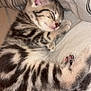 kitten, sleeping, tabby, cat, fur, paw, cute, pet, cozy, bed, blanket, striped, animal, resting, young, feline, soft, small, domestic, adorable