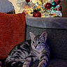 Nola joined the competition — help win amazing prizes! animal, cat, christmas_ornaments, christmas_tree, couch, cozy, decorations, domestic_cat, festive, gray_furniture, holiday_lights, holiday_season, home, indoor, living_room, orange_pillow, pet, relaxed, soft_lighting, tabby_cat