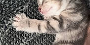 Nola is registered to the contest to win money with this photo: kitten, sleeping, tabby, cat, pet, animal, feline, cozy, blanket, paw, cute, young, fur, striped, resting, indoor, closeup, adorable, soft, peaceful
