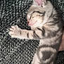 kitten, sleeping, tabby, cat, pet, animal, feline, cozy, blanket, paw, cute, young, fur, striped, resting, indoor, closeup, adorable, soft, peaceful