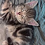 kitten, cat, sleeping, tabby, fur, pet, animal, cute, cozy, resting, whiskers, paw, striped, soft, indoors, nap, closeup, young, adorable, feline