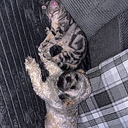 Nola joined the competition — help win amazing prizes! animal, cat, companionship, couch, cozy, cute, dog, friendship, furry, home, indoor, pet, pillows, plaid_blanket, relaxation, resting, sleeping, small_dog, soft_texture, tabby_cat