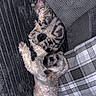 animal, cat, companionship, couch, cozy, cute, dog, friendship, furry, home, indoor, pet, pillows, plaid_blanket, relaxation, resting, sleeping, small_dog, soft_texture, tabby_cat