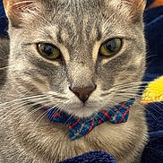 Nolan joined the competition — help win amazing prizes! blanket, bow_tie, cat, close_up, collar, cozy, domestic_cat, ears, face, feline, fur, gray_fur, indoor, nose, pet, plush_texture, portrait, tabby, whiskers, yellow_eyes