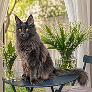 Aiko participe au concours pour gagner de l'argent avec cette photo : cat, gray_cat, long_hair, table, flowers, vase, lily_of_the_valley, indoor, curtains, chair, window, greenery, pet, domestic_cat, feline, fluffy, golden_eyes, still_life, natural_light, cozy
