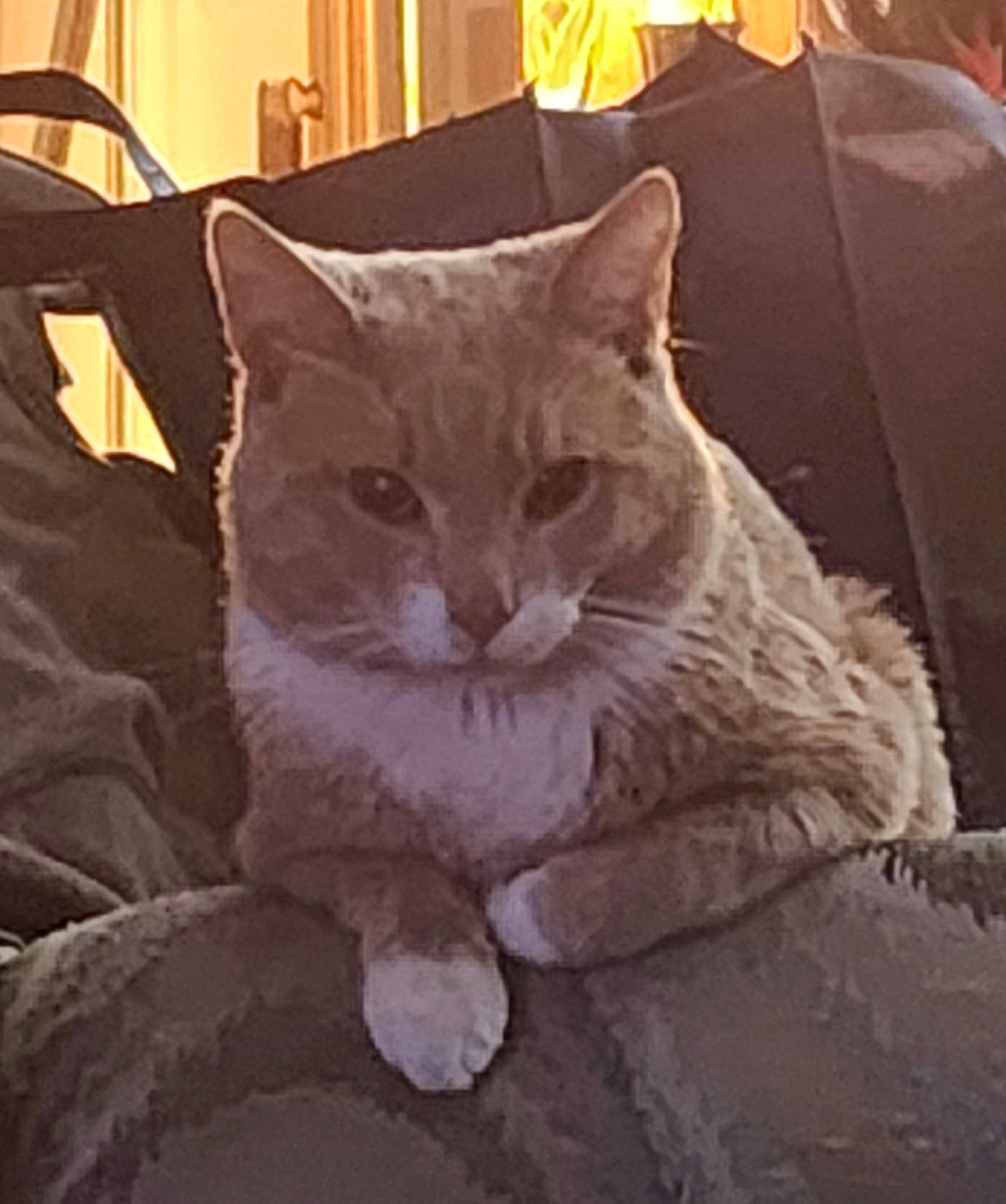 Lucky is registered to the contest to win money with this photo: carnivore, cat, comfort, domestic_short_haired_cat, felidae, fur, grey, linens, metal, plant, room, sitting, small_to_medium_sized_cats, square, tail, tints_and_shades, tree, whiskers, window, wood