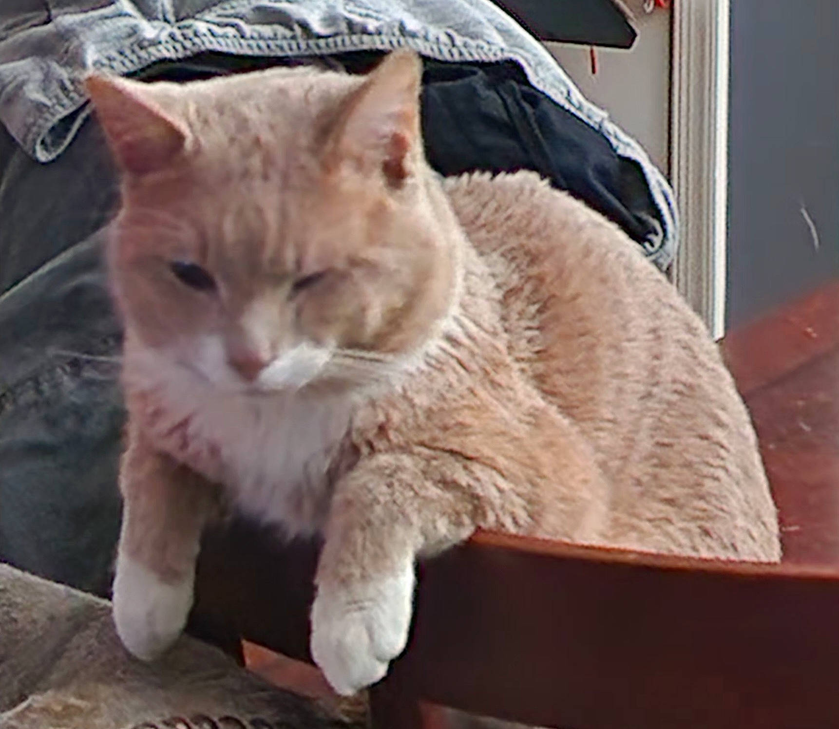 Lucky is registered to the contest to win money with this photo: carnivore, cat, cat_supply, claw, comfort, domestic_short_haired_cat, fawn, felidae, fur, paw, small_to_medium_sized_cats, snout, tail, terrestrial_animal, whiskers