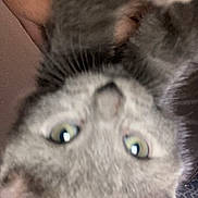 Beans is registered to the contest to win money with this photo: cat, gray_cat, pet, animal, feline, upside_down, close_up, portrait, whiskers, fur, ears, eyes, green_eyes, indoors, couch, blanket, cozy, playful, curious, photography