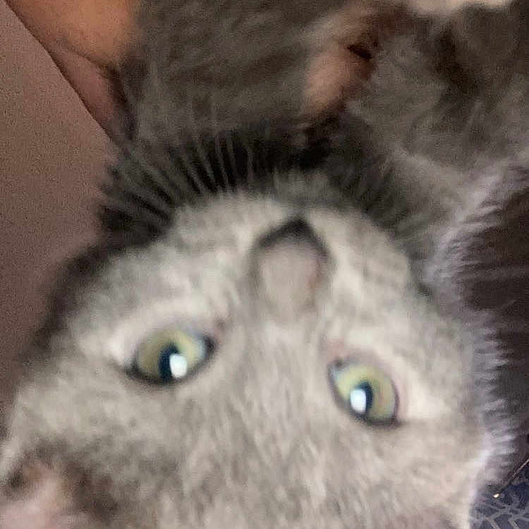 Beans is registered to the contest to win money with this photo: cat, gray_cat, pet, animal, feline, upside_down, close_up, portrait, whiskers, fur, ears, eyes, green_eyes, indoors, couch, blanket, cozy, playful, curious, photography