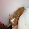 cat, orange_cat, white_cat, fluffy, fur, pet, animal, indoors, bedroom, wall, cushion, bedding, resting, sitting, hiding, portrait, low_light, grainy, close_up, domestic_animal