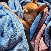Rocket participe au concours pour gagner de l'argent avec cette photo : dog, chihuahua, blanket, blue_blanket, pink_blanket, sleeping, paw, ears, fur, cozy, pet, animal, resting, soft_texture, closeup, cute, warm_lighting, indoor, snuggled, peaceful