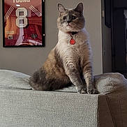Baby is registered to the contest to win money with this photo: cat, indoor, furniture, couch, pet, collar, framed_jersey, wall_art, animal, cute, looking, sitting, gray, beige, texture, home, domestic, portrait, feline, decor