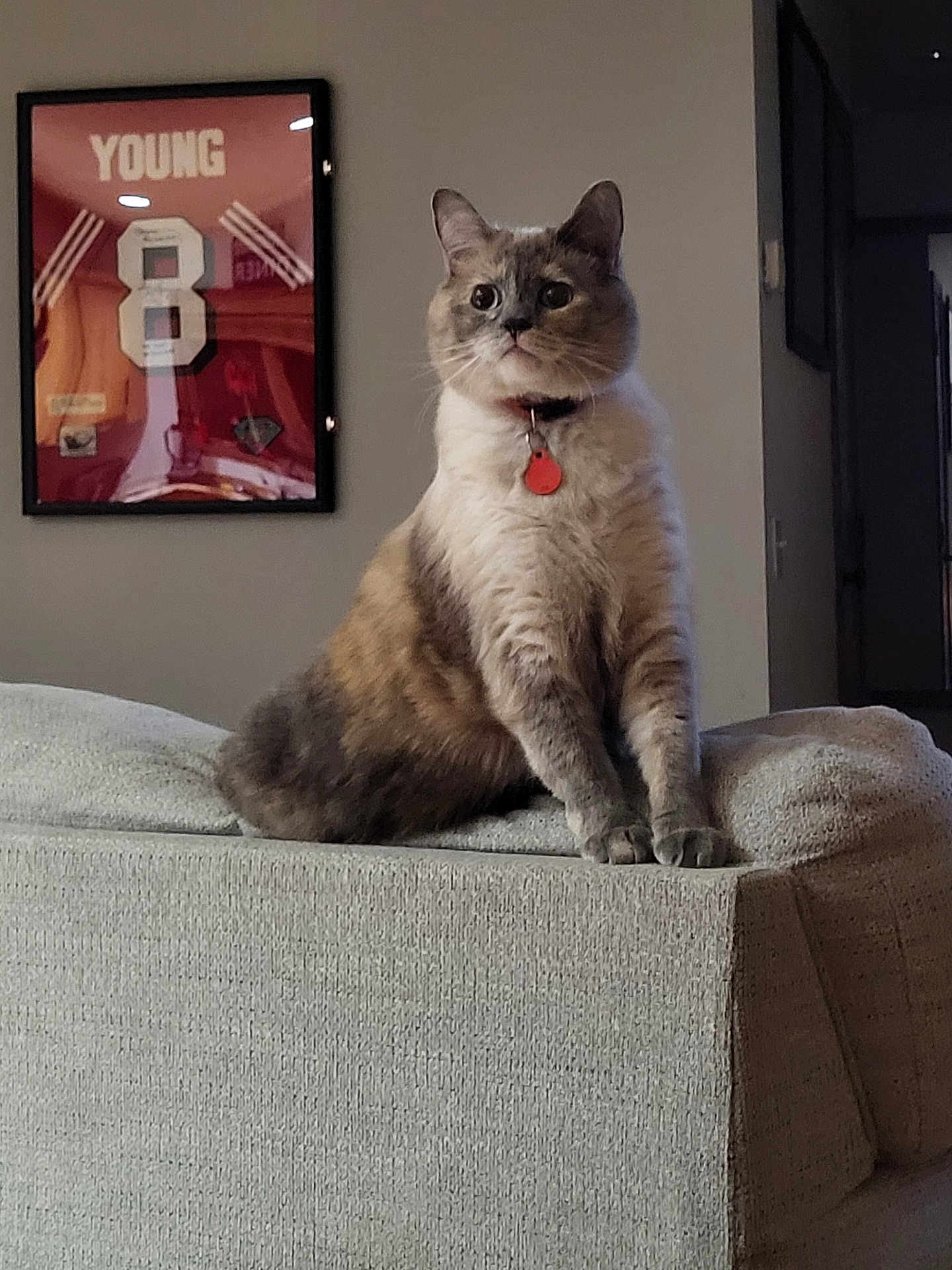 Baby is registered to the contest to win money with this photo: cat, indoor, furniture, couch, pet, collar, framed_jersey, wall_art, animal, cute, looking, sitting, gray, beige, texture, home, domestic, portrait, feline, decor
