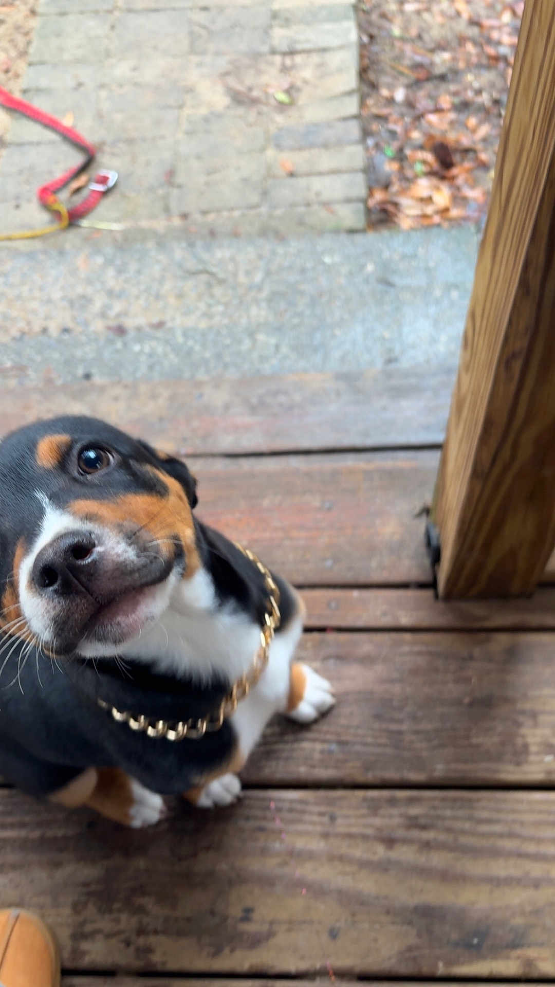 Gator is registered to the contest to win money with this photo: dog, puppy, tricolor, wooden_deck, porch, gold_chain, collar, looking_up, head_tilt, close_up, cute, pet, paw, nose, whiskers, eyes, leash, outdoor, leaves, floorboards
