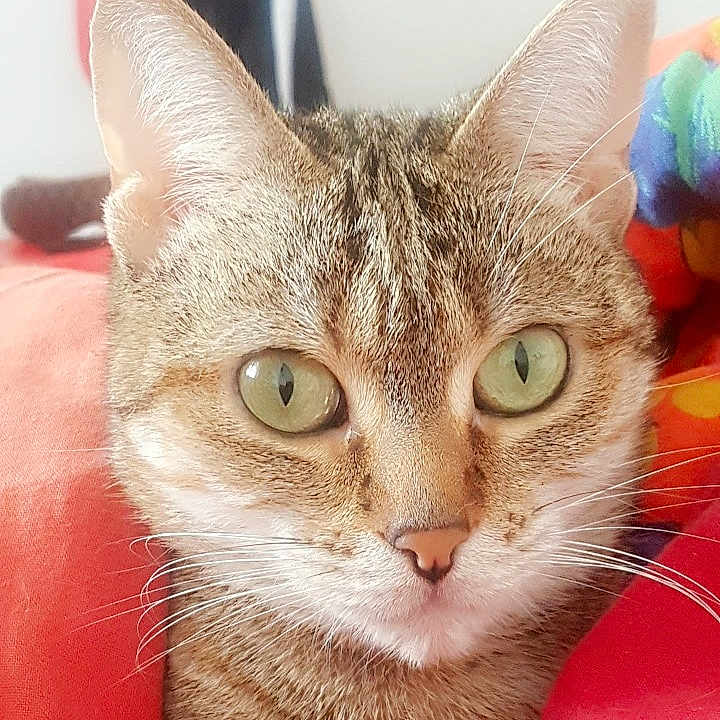 Boubouli