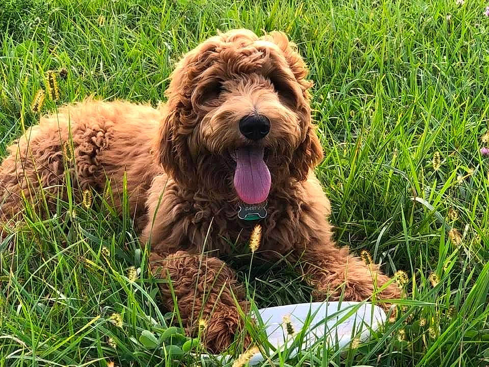 Garth is registered to the contest to win money with this photo: canidae, carnivore, companion_dog, dog, dog_breed, fur, grass, grassland, liver, plant, sedge_family, spaniel, sporting_group, terrestrial_animal, terrier, water_dog, wildlife, yawn