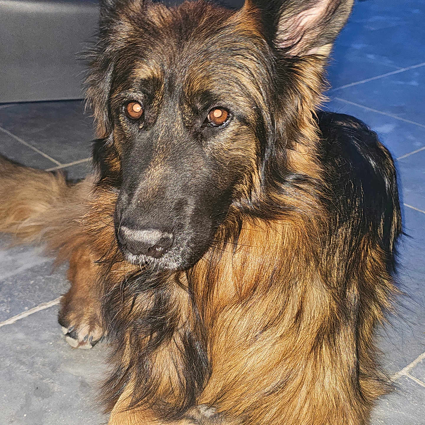 Swann a rejoint le concours — aidez-le/la à gagner de superbes lots ! animal, black, brown, canine, close_up, dog, domestic_animal, ears, eyes, floor, fur, german_shepherd, indoor, lying_down, mammal, nose, paw, pet, portrait, tile