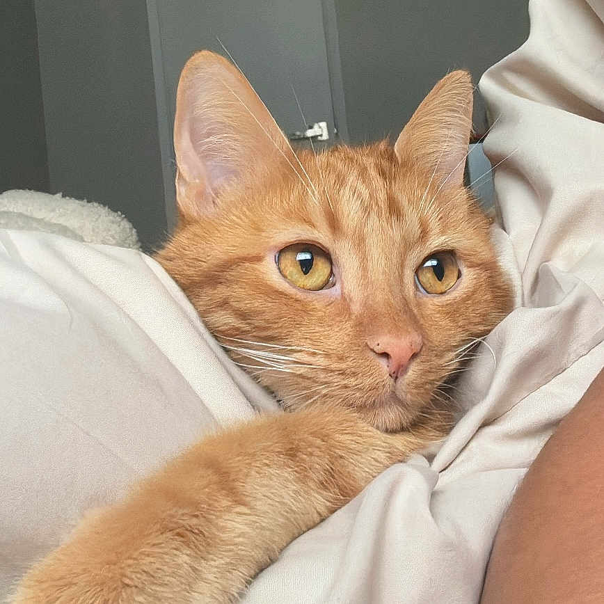 Milo joined the competition — help win amazing prizes! animal, bedroom, blanket, cat, close_up, cozy, cute, domestic_cat, eyes, feline, fur, indoor, orange_cat, paw, pet, relaxed, resting, soft_texture, tabby, whiskers