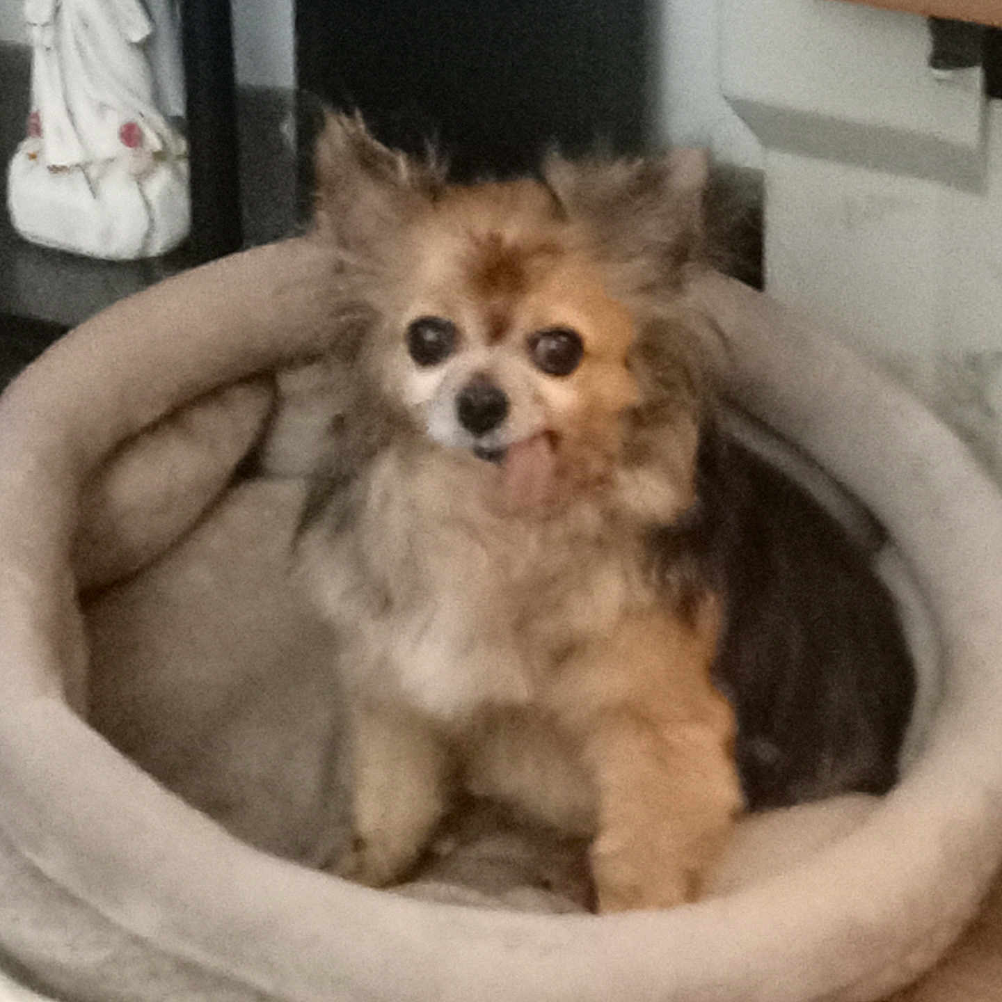 Fancy Raye joined the competition — help win amazing prizes! animal, brown_fur, canine, companion, cozy, cute, dog, domestic, floor, fluffy, furniture, home, household, indoor, pet_bed, portrait, relaxing, resting, small_dog, tongue_out