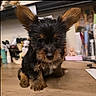 puppy, dog, small_dog, fluffy, ears, cute, pet, indoor, wooden_surface, black_and_tan, fur, animal, young_dog, portrait, close_up, curious, companion, domestic_animal, sitting, adorable