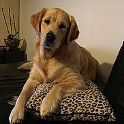 Romy a rejoint le concours — aidez-le/la à gagner de superbes lots ! dog, golden_retriever, pet, pillow, couch, indoor, living_room, portrait, paws, fur, looking_at_camera, relaxed, domestic_pet, mammal, seat, home, cozy, animal, furniture, cute