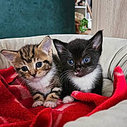 Crumpet is registered to the contest to win money with this photo: abyssinian, animal, architecture, blanket, building, cat, couch, cushion, furniture, homedecor, indoors, kitten, linen, livingroom, manx, person, pet, quilt, room, siamese