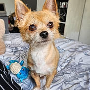 Chip joined the competition — help win amazing prizes! animal, bed, bedroom, blanket, canine, chihuahua, cockerspaniel, couch, dog, furniture, homedecor, indoors, interiordesign, linen, papillon, pet, puppy, room, shelf, terrier