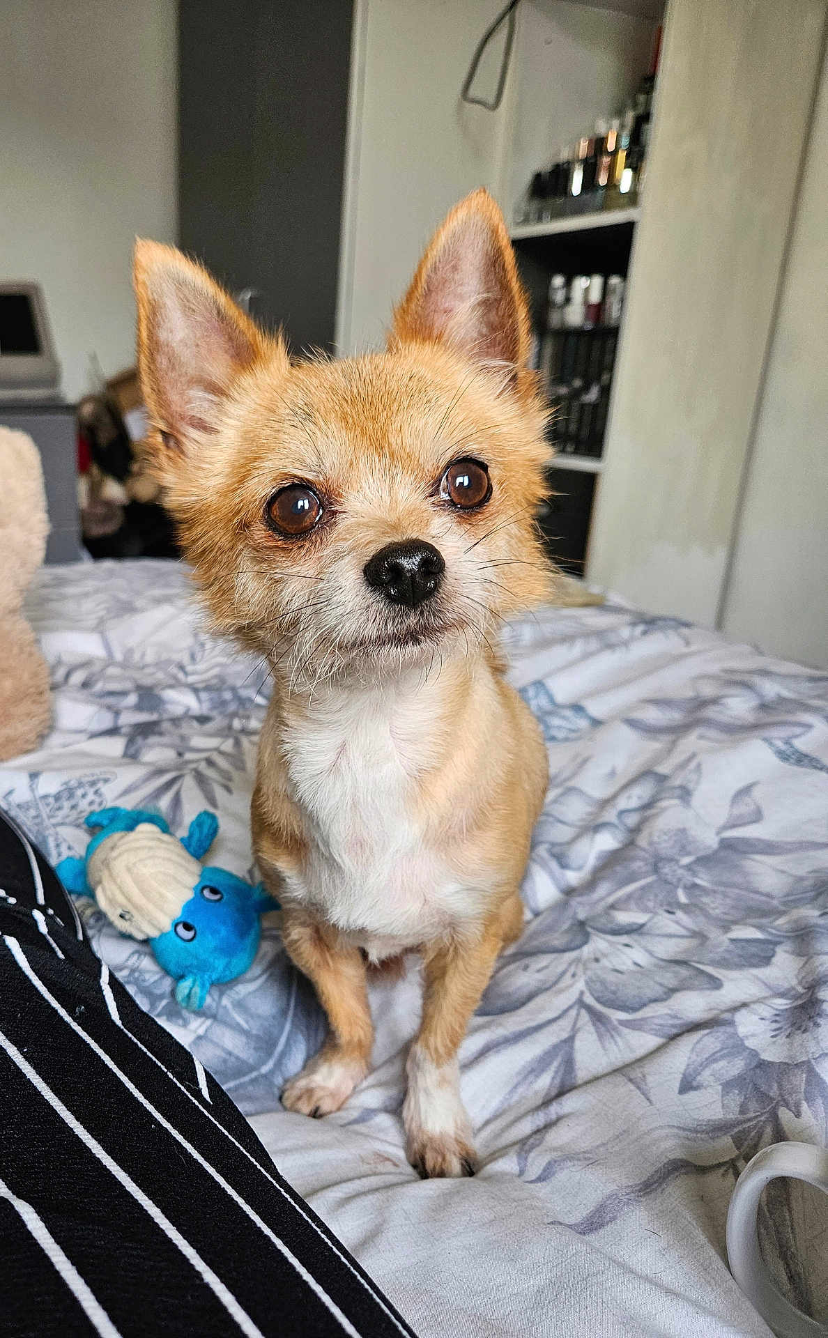 Chip joined the competition — help win amazing prizes! animal, bed, bedroom, blanket, canine, chihuahua, cockerspaniel, couch, dog, furniture, homedecor, indoors, interiordesign, linen, papillon, pet, puppy, room, shelf, terrier