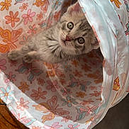 Willow is registered to the contest to win money with this photo: kitten, cat, animal, pet, indoor, curious, playful, tunnel, patterned, butterfly, flower, colorful, cute, furry, young, small, looking_up, soft_light, fabric, floor