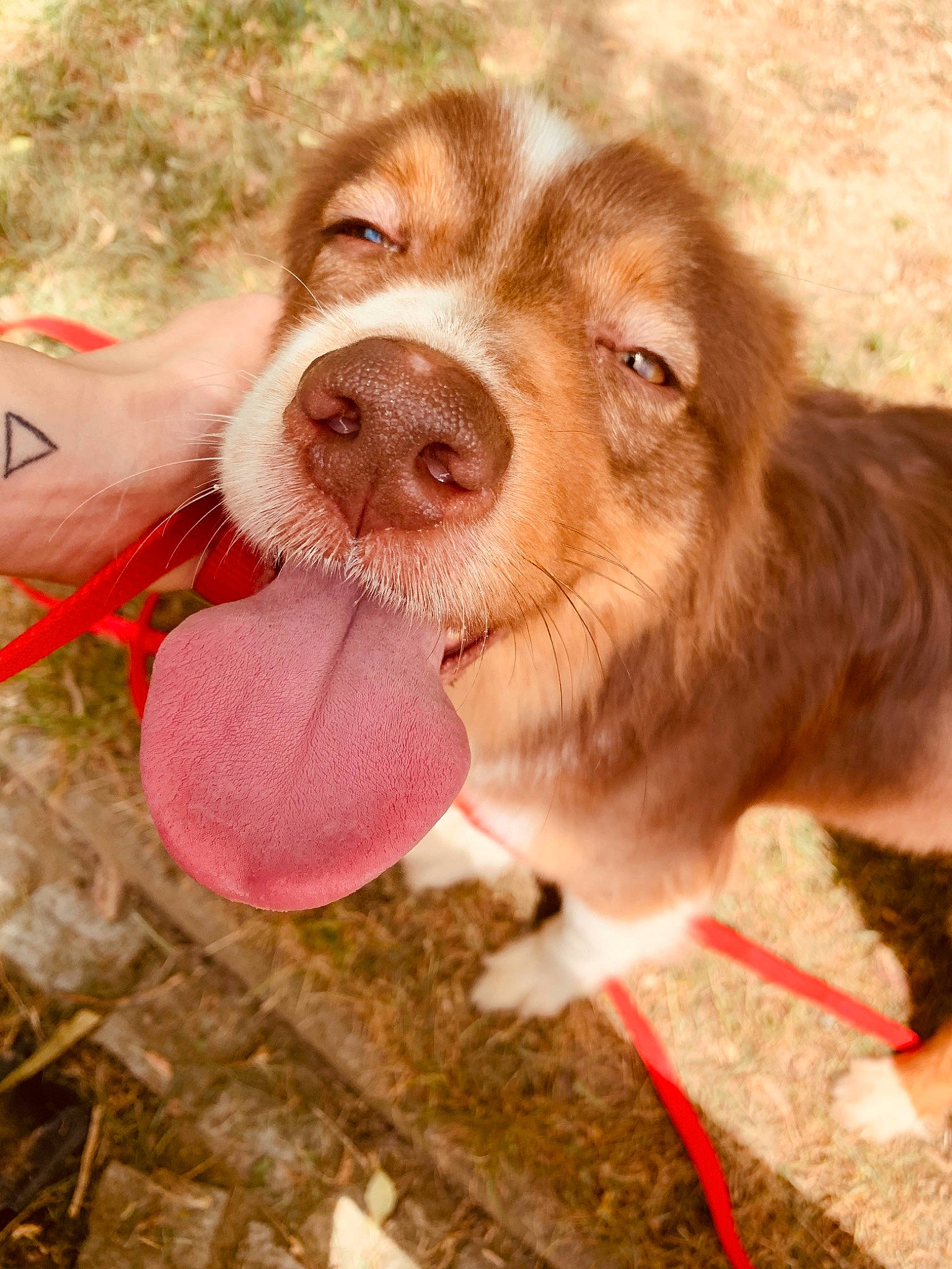 Pêche a rejoint le concours — aidez-le/la à gagner de superbes lots ! australian_shepherd, canidae, carnivore, dog, dog_breed, fawn, liver, mammal, nova_scotia_duck_tolling_retriever, puppy, snout, sporting_group, vertebrate