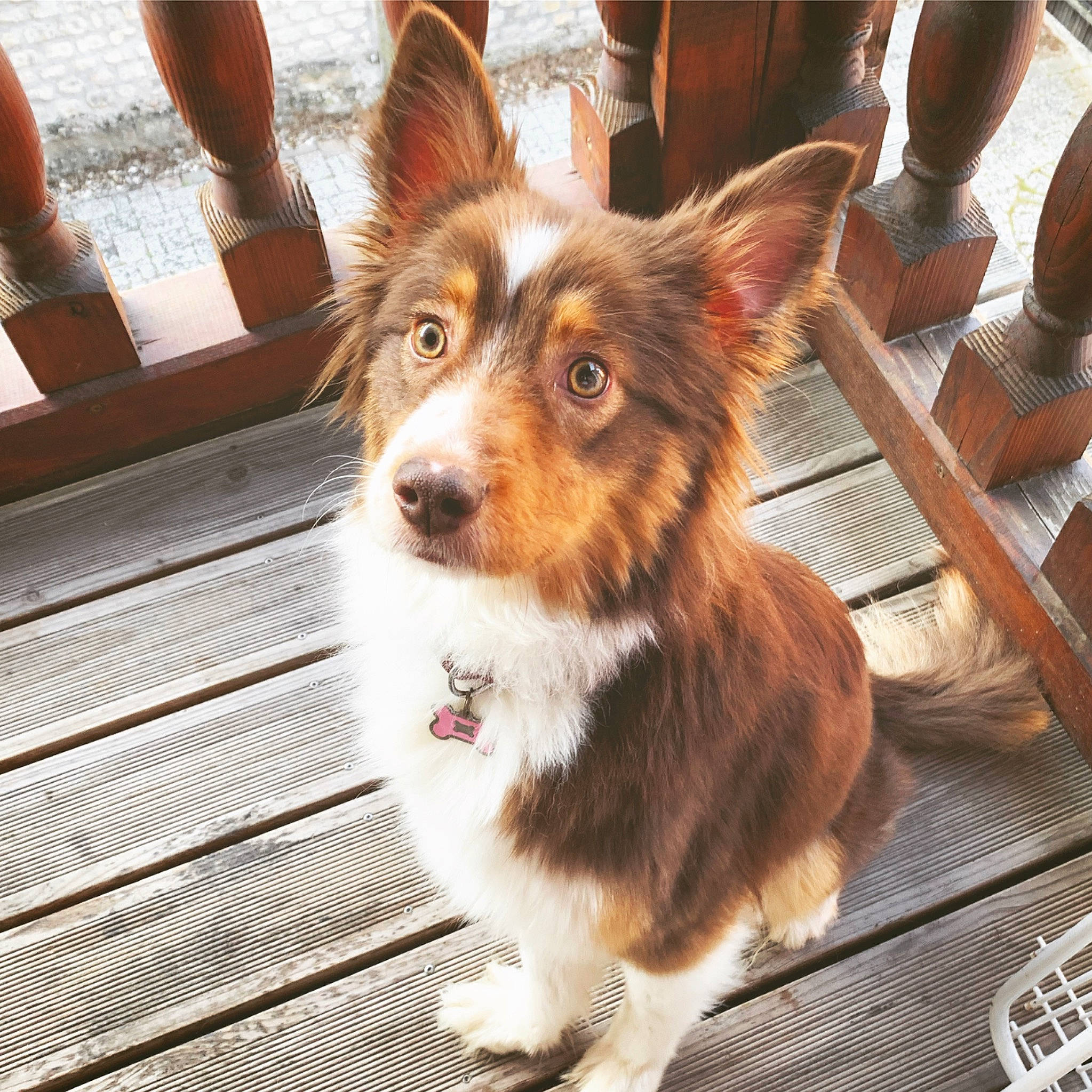 Pêche a rejoint le concours — aidez-le/la à gagner de superbes lots ! australian_collie, australian_shepherd, border_collie, canidae, cardigan_welsh_corgi, carnivore, companion_dog, dog, dog_breed, ear, fawn, mammal, pembroke_welsh_corgi, puppy, shetland_sheepdog, snout, sporting_group, vertebrate, welsh_corgi, working_dog