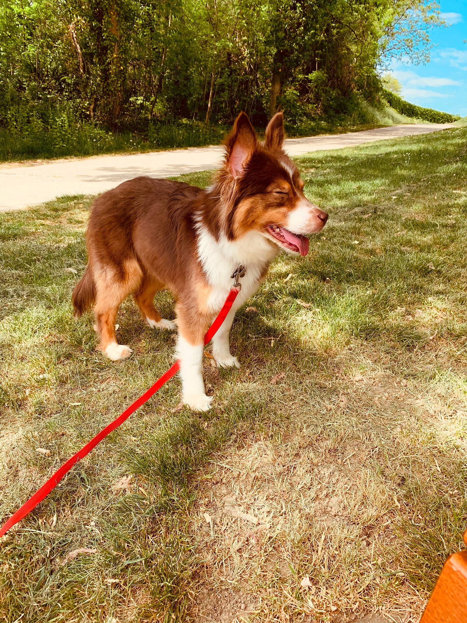 Pêche a rejoint le concours — aidez-le/la à gagner de superbes lots ! adventure, canidae, cardigan_welsh_corgi, carnivore, dog, dog_breed, herding_dog, mammal, pembroke_welsh_corgi, sporting_group, vertebrate, welsh_sheepdog