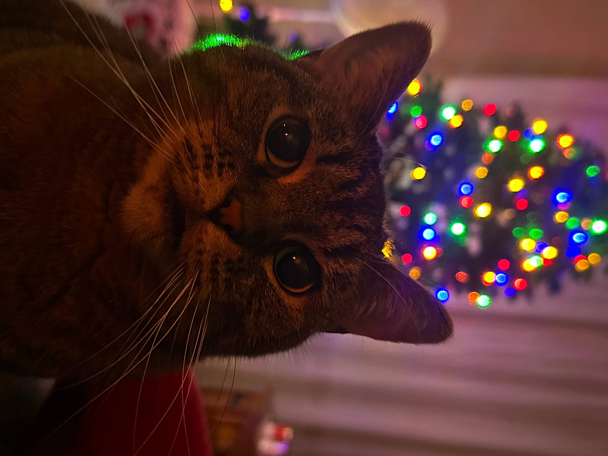 Jak is registered to the contest to win money with this photo: art, carnivore, cat, christmas_decoration, christmas_ornament, darkness, domestic_short_haired_cat, event, felidae, fur, holiday, ornament, small_to_medium_sized_cats, snout, tail, tradition, tree, whiskers, window, wood