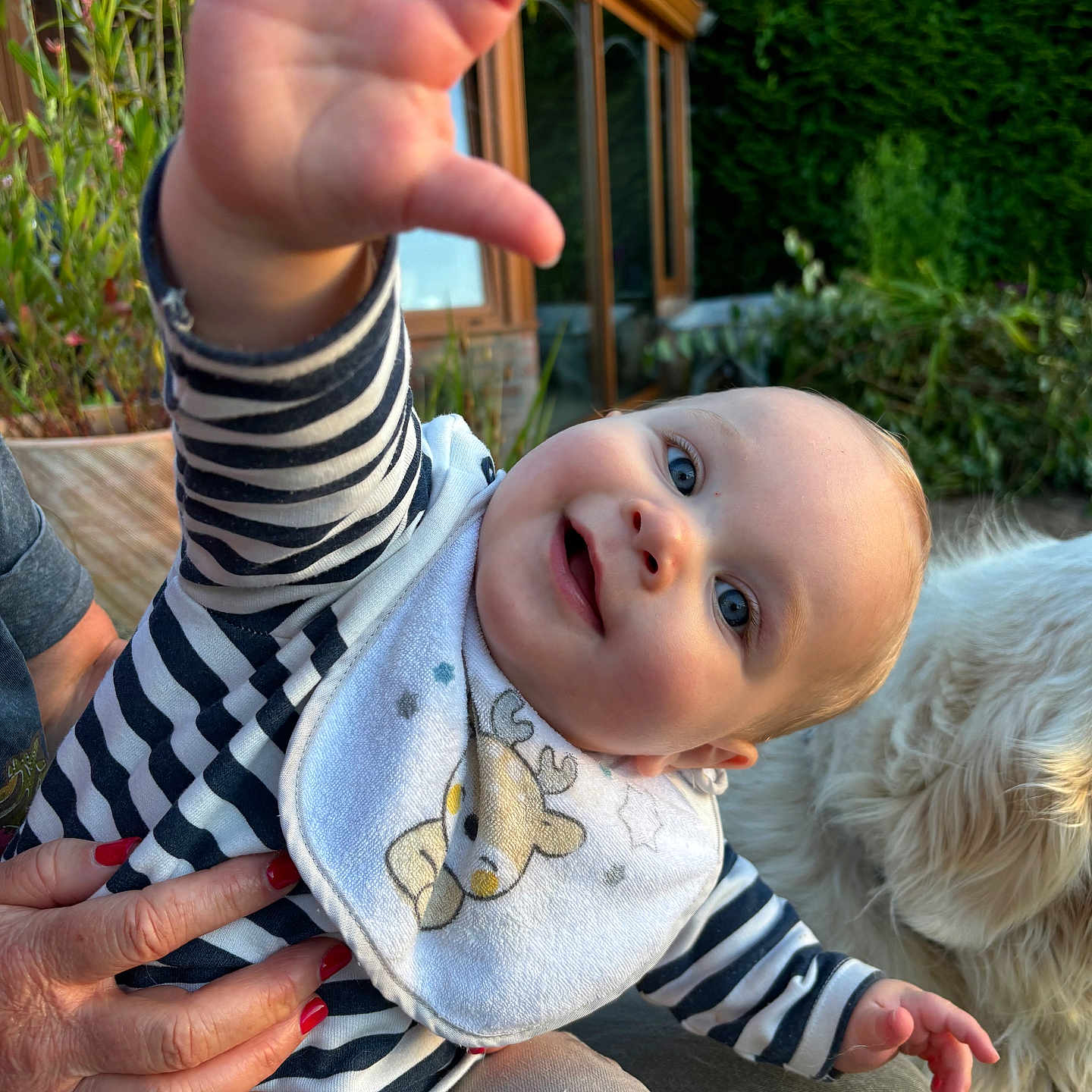 Jules a rejoint le concours — aidez-le/la à gagner de superbes lots ! animal, architecture, baby, bodypart, canine, dog, face, finger, grass, hand, head, outdoors, person, pet, photography, plant, portrait, pottedplant, sitting, tree