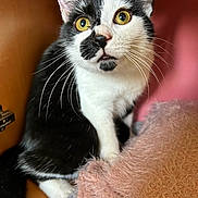 Mallow a rejoint le concours — aidez-le/la à gagner de superbes lots ! animal, black_and_white, cat, close_up, cozy, curious, cute, domestic, feline, fur, indoor, looking, pet, sitting, small_space, soft_texture, warm, whiskers, wood, yellow_eyes