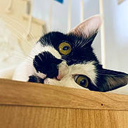 Mallow a rejoint le concours — aidez-le/la à gagner de superbes lots ! cat, black_and_white, yellow_eyes, whiskers, wooden_surface, curious, indoor, pet, close_up, animal, feline, playful, ears, face, looking, background_blur, domestic_cat, cute, portrait, resting