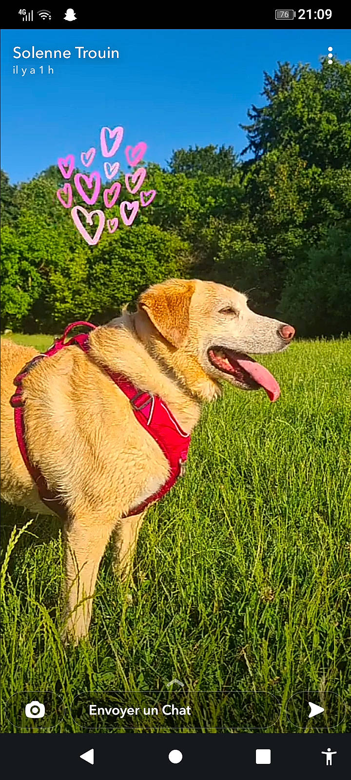 Joy participe au concours pour gagner de l'argent avec cette photo : canidae, carnivore, collar, companion_dog, dog, dog_breed, dog_collar, fawn, grass, grassland, leash, natural_landscape, people_in_nature, plant, sky, snout, sporting_group, tail, tree, working_animal