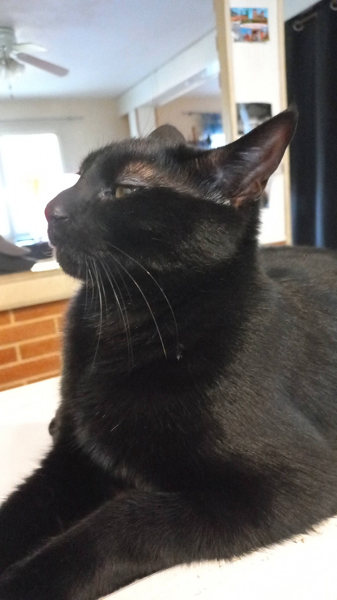 Guizmo a rejoint le concours — aidez-le/la à gagner de superbes lots ! black_cat, bombay, carnivore, cat, domestic_short_haired_cat, felidae, fur, plant, small_to_medium_sized_cats, snout, tail, terrestrial_animal, whiskers, window