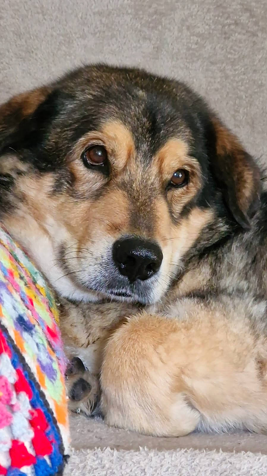 Berny a rejoint le concours — aidez-le/la à gagner de superbes lots ! ancient_dog_breeds, canidae, carnivore, companion_dog, dog, dog_breed, door, fawn, fur, puppy, snout, sporting_group, terrestrial_animal, whiskers, working_dog