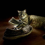 Key is registered to the contest to win money with this photo: animal, brown, cat, cozy, curious, domestic, feline, flooring, footwear, indoor, mammal, pet, quiet, relaxed, shoes, soft_light, striped, tabby_cat, wooden_floor, worn_shoes