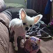 Kimba is registered to the contest to win money with this photo: animal, blanket, brown_couch, companion, couch, cozy, curious, cute, dog, ears, furniture, indoor, living_room, pet, pet_toy, plush_toy, small_dog, toy_cube, white_dog, wooden_door