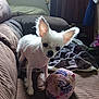 animal, blanket, brown_couch, companion, couch, cozy, curious, cute, dog, ears, furniture, indoor, living_room, pet, pet_toy, plush_toy, small_dog, toy_cube, white_dog, wooden_door