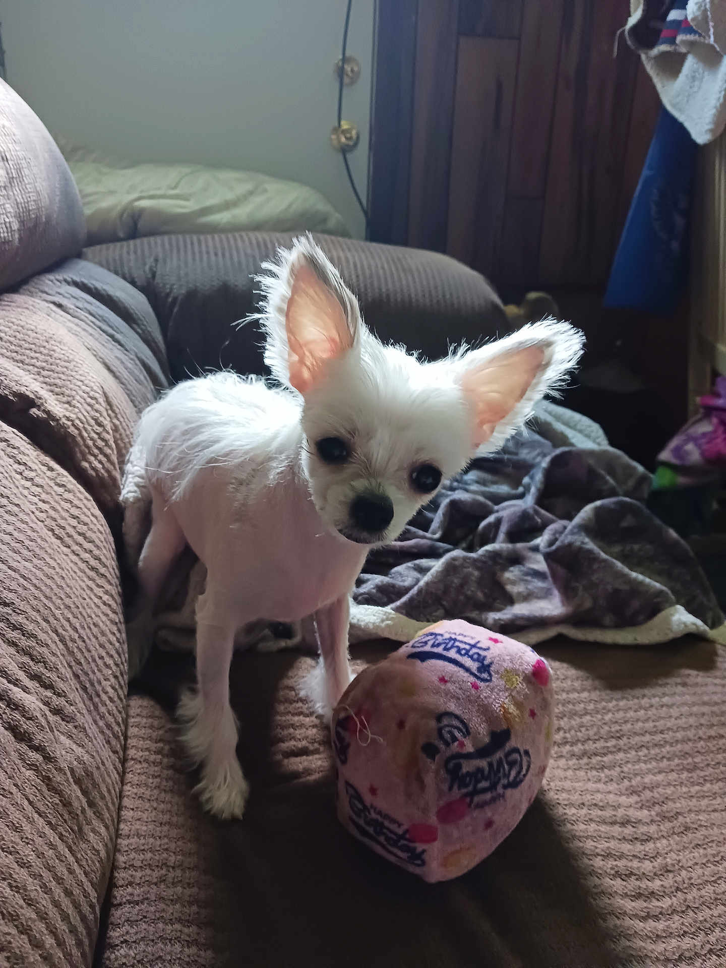 Kimba