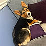 Frankie joined the competition — help win amazing prizes! dog, corgi, pet, indoor, couch, purple_pillow, gray_couch, relaxed, looking_back, ears_up, fur, animal, companion, home, cozy, cute, tricolor, mammal, resting, domestic