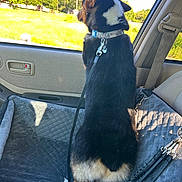 Frankie is registered to the contest to win money with this photo: dog, car, car_seat, dog_collar, leash, seatbelt, window, greenery, trees, sunlight, pet, animal, back_view, seat_cover, travel, daytime, outdoor_view, vehicle, restraint, companion